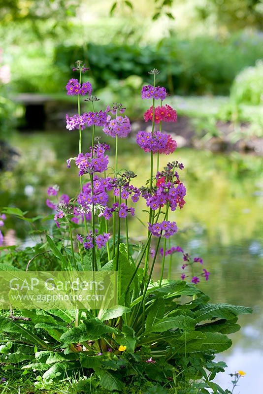 Primula japonica in May at on the waters edge