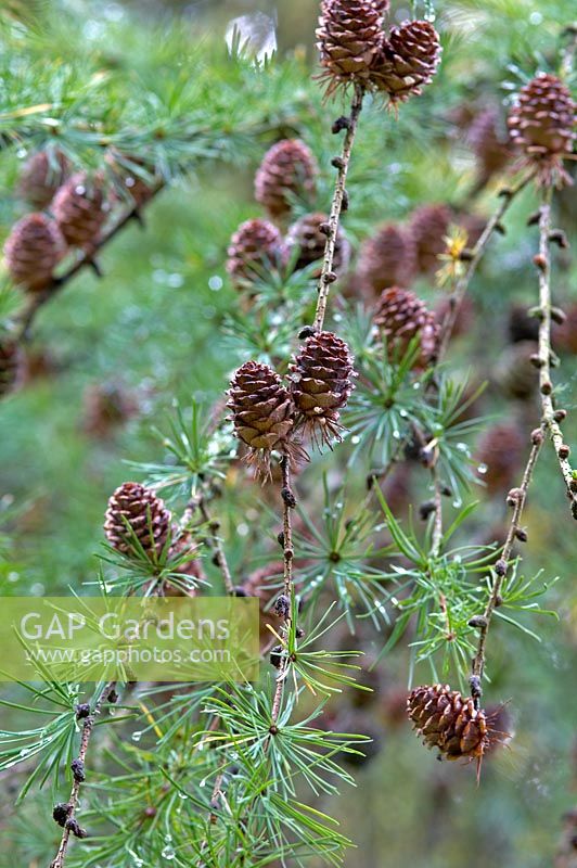 Larix kaempferi