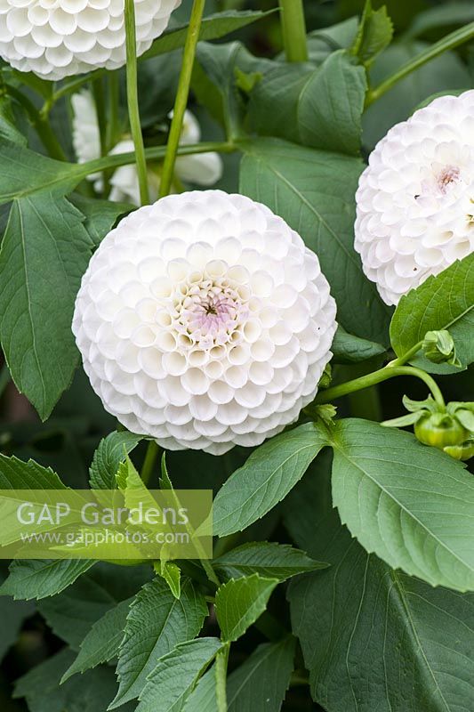 Dahlia 'Josie Gott'