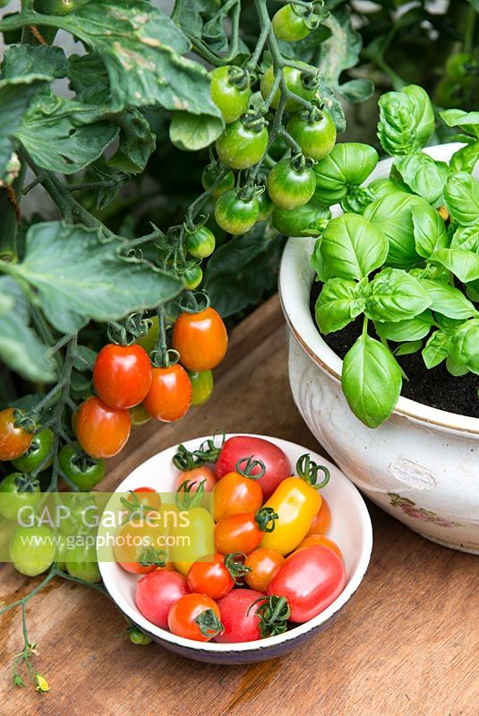Small bowl of greenhouse tomatoes, Thompson and Morgan Tomato 'Rainbow Blend',  F1 Hybrid. Solanum lycopersicum with pot of sweet basil.