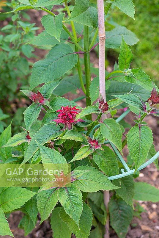 Monarda 'Garden View' about to flower supported by canes and plastic hoops.