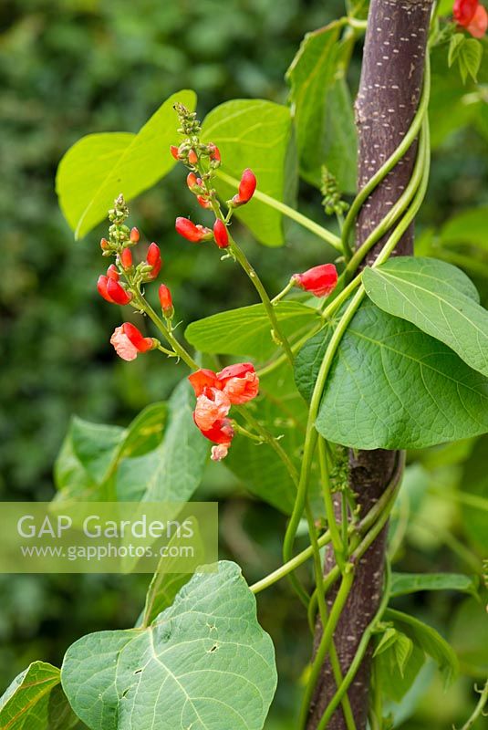 Phaseolus coccineus 'Tenderstar', growing up hazel poles showing developing flowers.