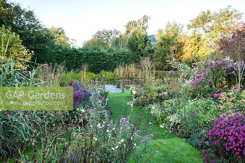 Borders leading towards the pond full of asters, grasses and late flowering perennials. Norwell Nurseries, Norwell, Notts, UK