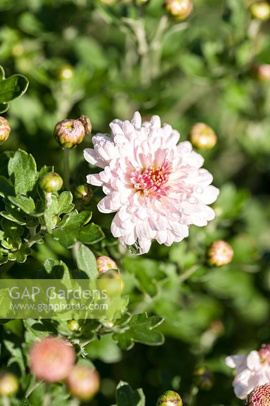 Chrysanthemum 'Romantika'. Norwell Nurseries, Norwell, Notts, UK