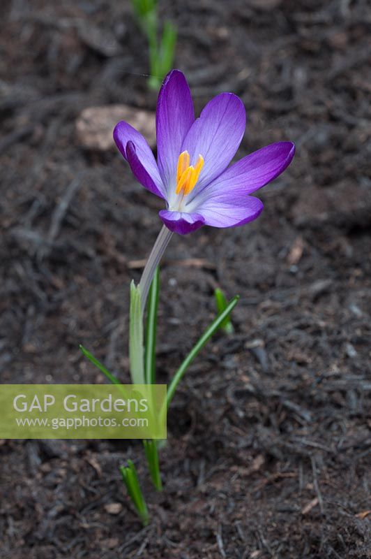 Crocus 'Whitewell Purple', pot grown in greenhouse, early spring