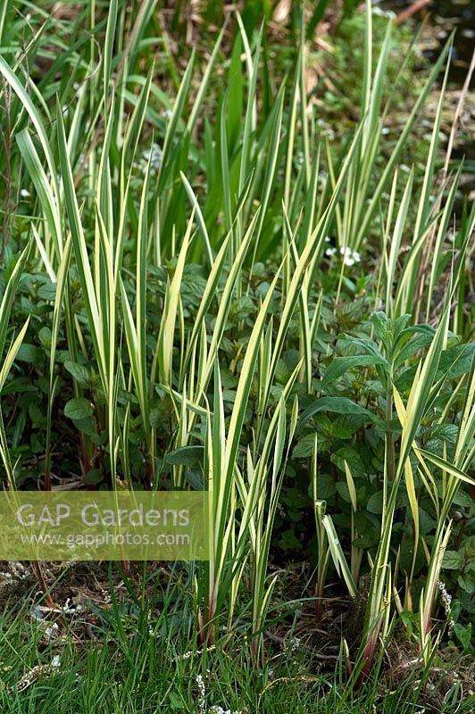 Acorus calamus 'Argenteostriatus' syn variegatus