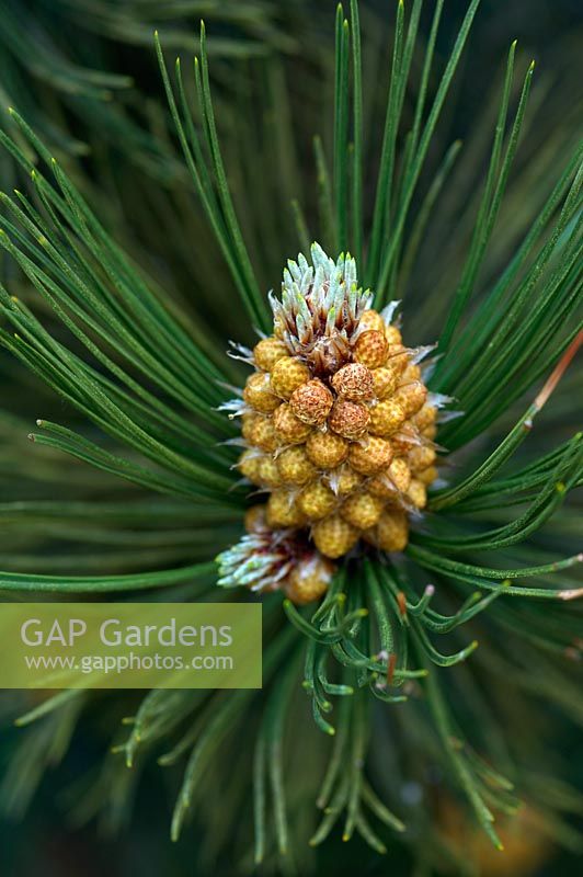Pinus heldreichii var. leucodermis 'Compact Gem'