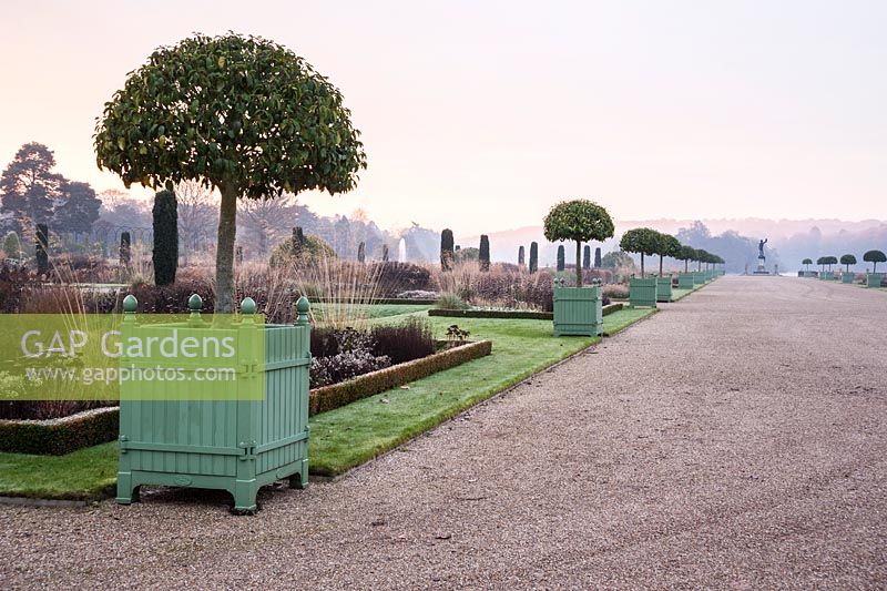 Lines of Versailles planters containing standard clipped Portuguese laurels - Prunus lusitanica in the Italian Garden, Trentham Gardens