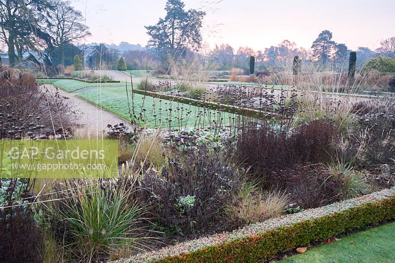 Frosty morning view of box-edged beds of herbaceous perennials and grasses, including Stipa gigantea, Phlomis russeliana, sedums and asters in box edged beds in the Italian Garden, Trentham Gardens