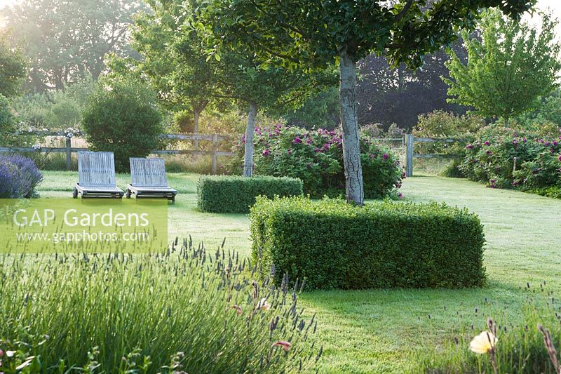 Pyrus nivalis trees with cubes of clipped box around the trunks, and a pair of wooden loungers in the formal lawn