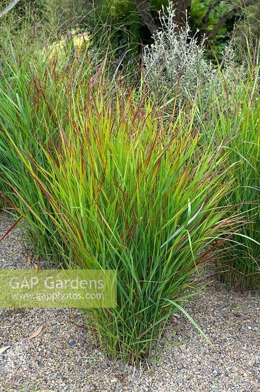 Panicum virgatum 'Hanse Herms'