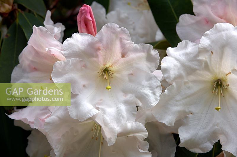 Rhododendron 'Loderi King George'