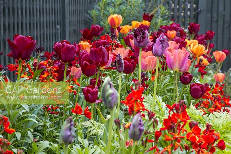 Raised border containing Tulip 'Jan Reus', Tulip 'Malaika', Tulipa 'Brown Sugar', Tulip 'Cairo', Tulip 'Black Parrot' and Wallflowers