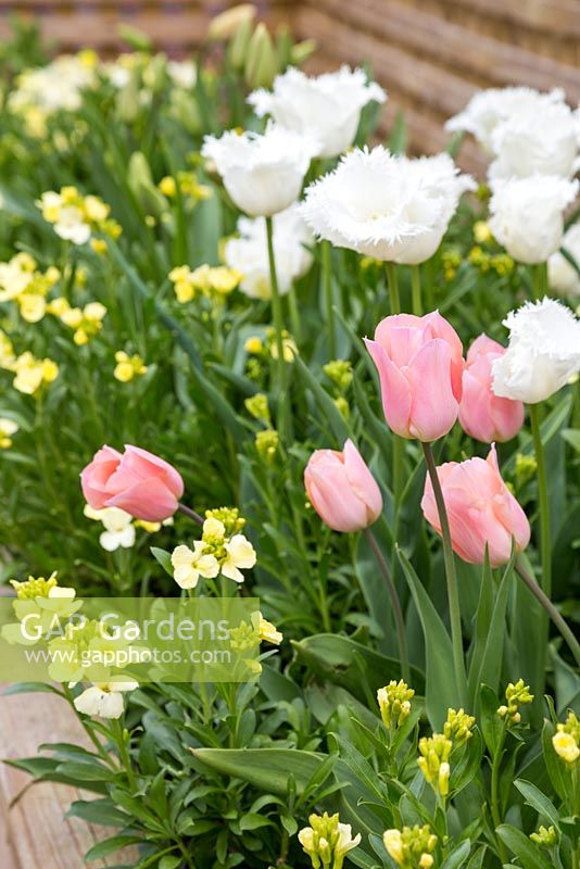 Raised border containing Tulipa 'Swan Wings', Cheiranthus cheiri 'Ivory White' and Tulip 'Apricot Beauty'