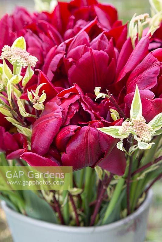 Floral display of Tulipa 'Matrix' and Cornus stems in a glazed pot