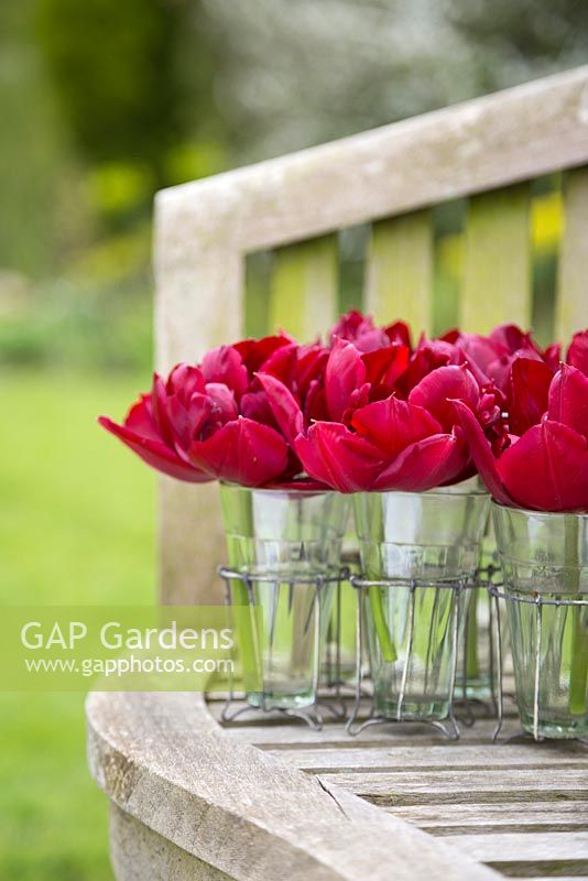 Floral display of Tulipa 'Matrix' in small glass vases