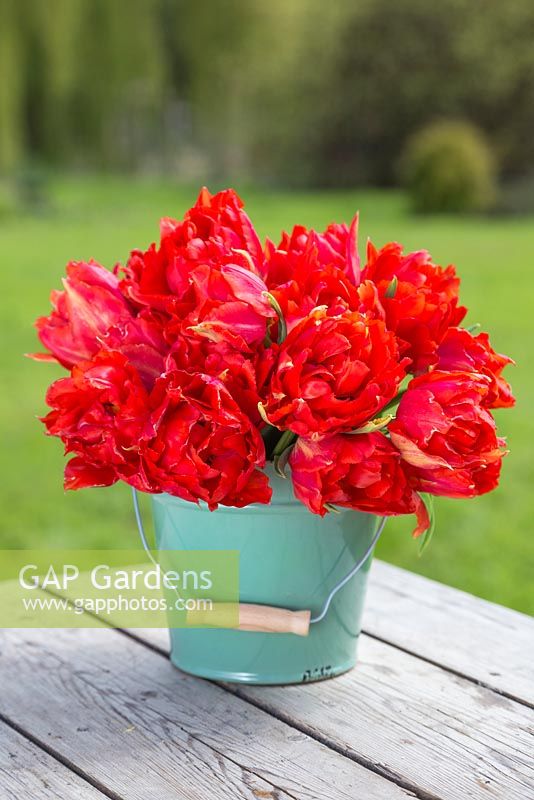 Floral display of Tulipa 'Abba' in teal bucket