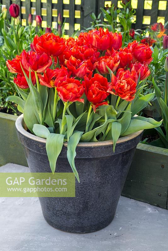 Tulipa 'Abba' planted in blue glazed pot