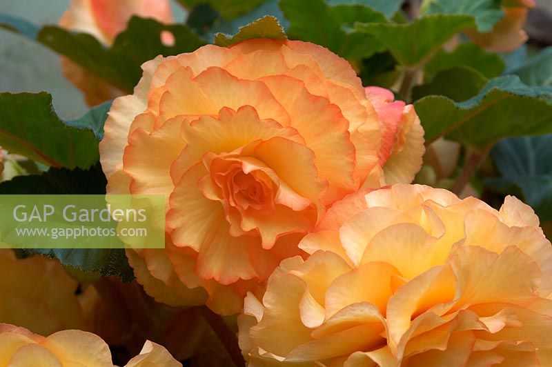 Begonia 'Beryl Rhodes'