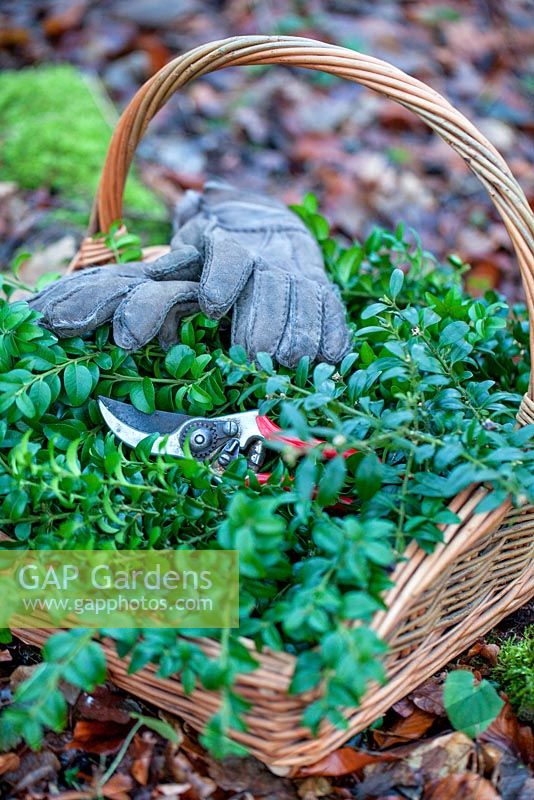 Basket of evergreen shrub foliage with gloves and secateurs. Winter.