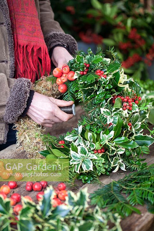 Attaching and securing Malus, bright red crab apples to moss covered frame with wire. Gabbi's Garden. December.