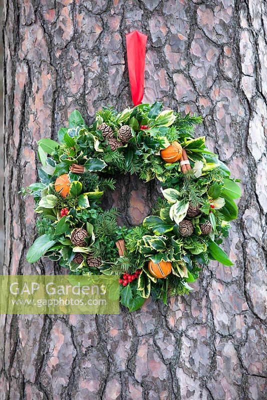 Christmas wreath with dried fruit and cinnamon bundles mounted on a tree. December.