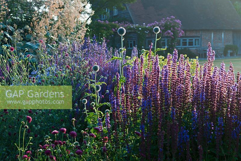 Herbaceous border with Macleaya microcarpa 'Kelway's Coral Plume', Salvia nemorosa 'Ostfriesland', Nepeta racemosa 'Walkers Low', Lythrum virgatum 'Robert' 