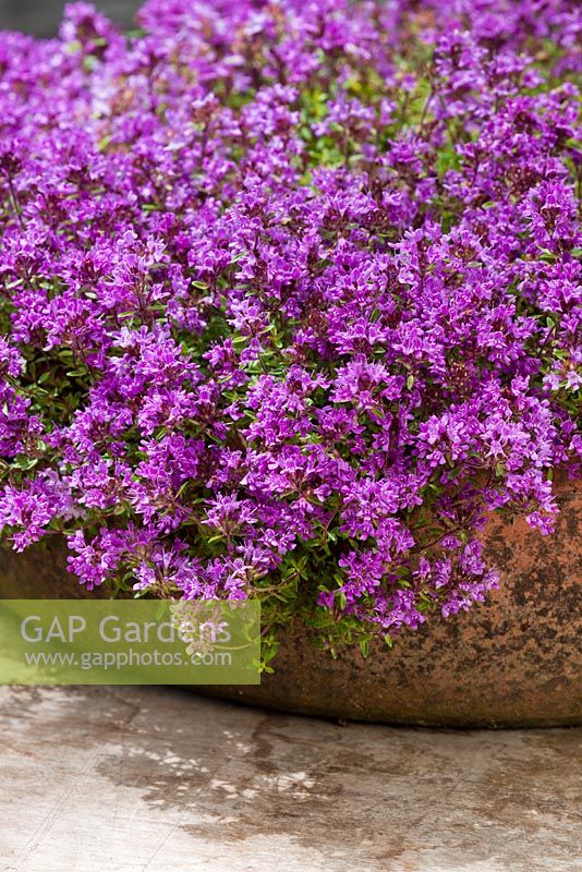 Thymus serpyllum coccineus - creeping red thyme in terracotta container 