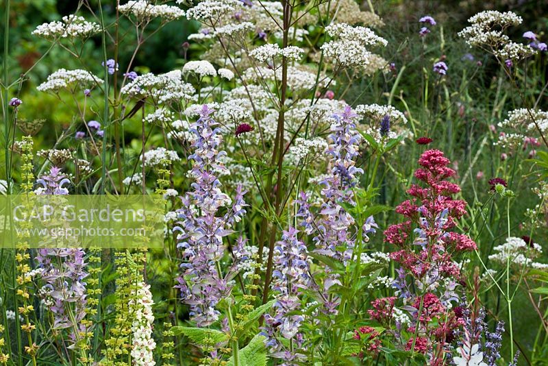 Mixed border perennials - wildlife bee and butterfly friendly planting 