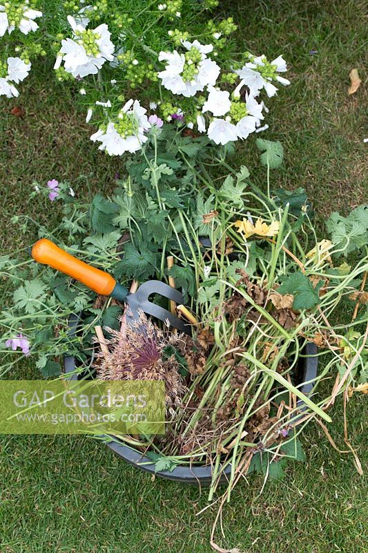 Garden Cuttings in a bucket - July - Oxfordshire