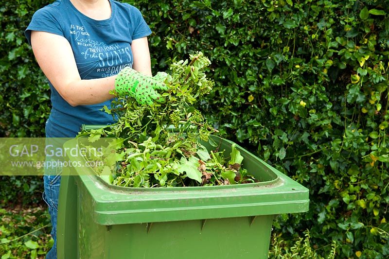 Woman working in the garden collecting green waste for recycling