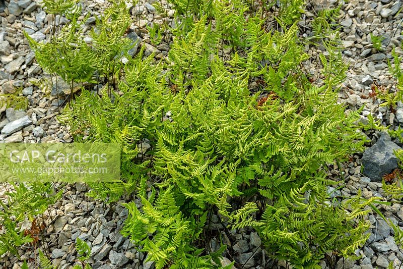 Gymnocarpium robertianum - Limestone Fern