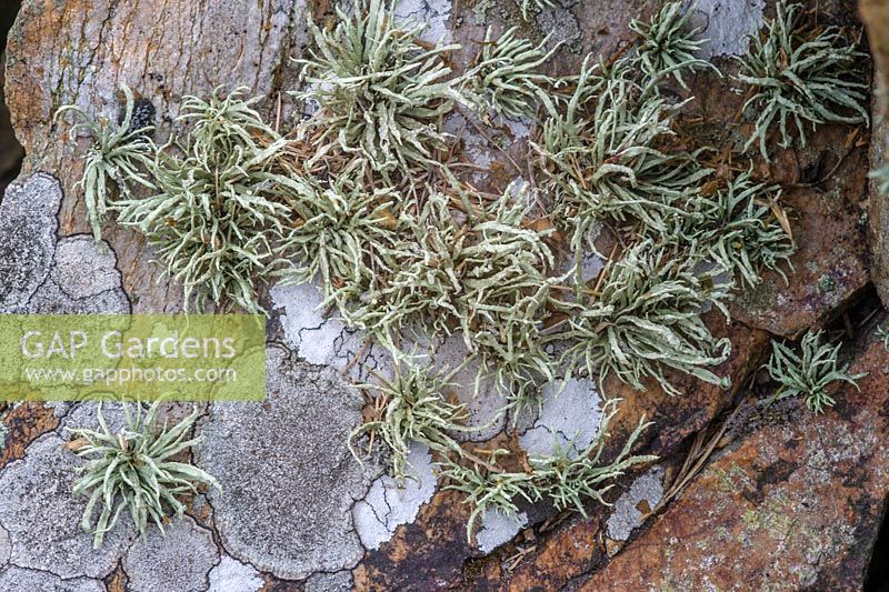 Ramalina siliquosa - Sea Ivory lichen