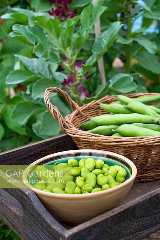 Vicia faba 'crimson flowered' picked and shelled beans ready for the kitchen.  Broad Beans 