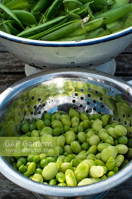 Stainlees steel colander with freshly shelled garden peas and baby broad beans.