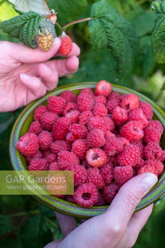 Rubus idaeus - Picking home grown rasberries, womans hand holding bowl of fresh raspberries.