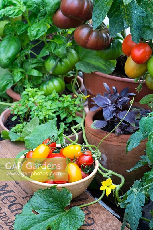 Summer greenhouse interior showing pot grown heritage tomatoes, 'Black from Tula' and 'Rio Grande', pot grown sweet and red basil, bowl of picked tomatoes and melon vine.