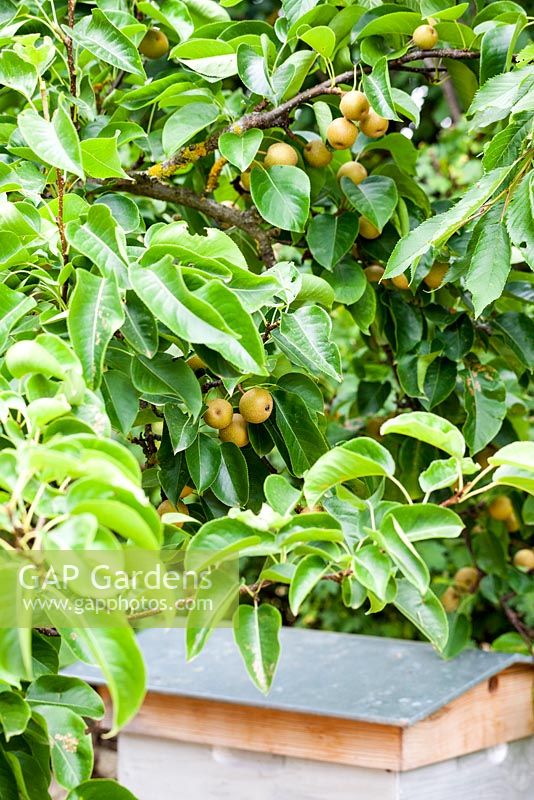 Pyrus pyrifolia - Nashi fruit tree - July, France