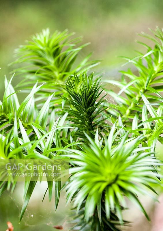 Cunninghamia konishii - China or Taiwan fir - July, France