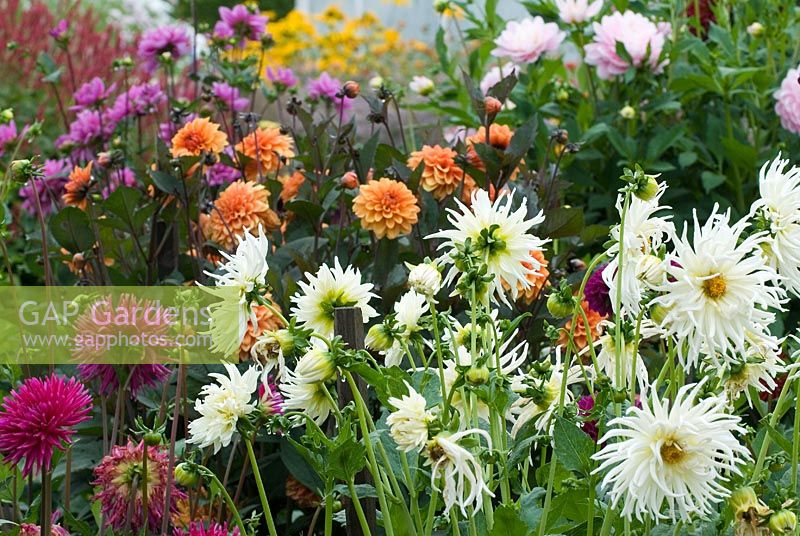 Dahlias all colours growing side by side.  Off white blousy Dahlia 'White Star', rich mauve 'Barbarry Bluebird', orange 'David Howard' and the purple Dahlia in the distance is 'Sascha', pale pink 'Bracken Ballerina'