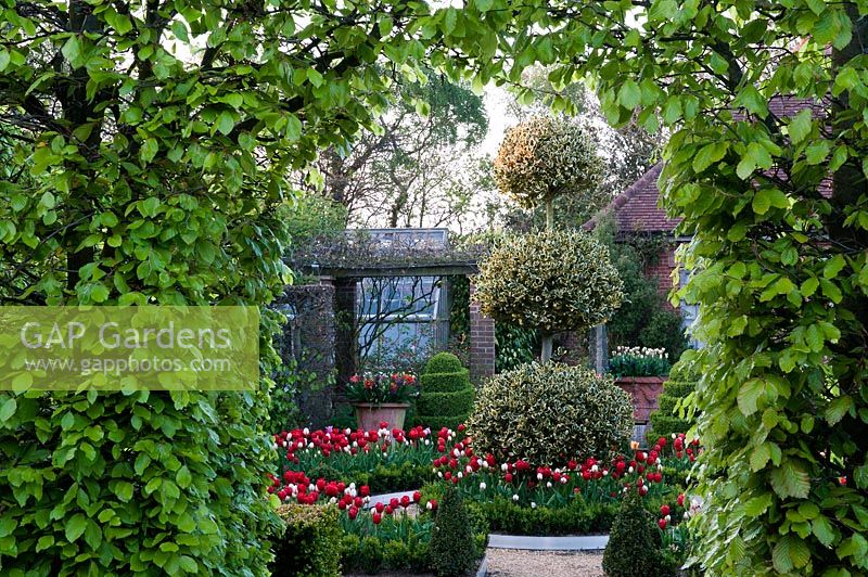 The Dutch Garden with clipped Ilex aquifolium 'Golden King' encircled by red and white tulips at East Ruston Old Vicarage