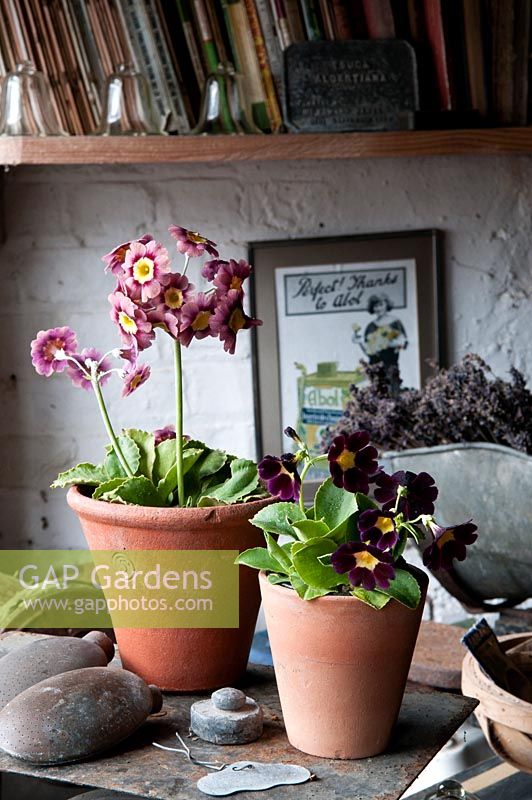 Two pots of Auriculas in the potting shed.