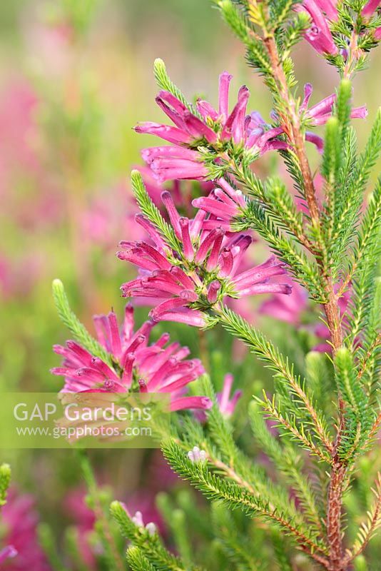 Erica verticillata 'Adonis', Cape Town, South Africa - this plant is extinct in the wild.