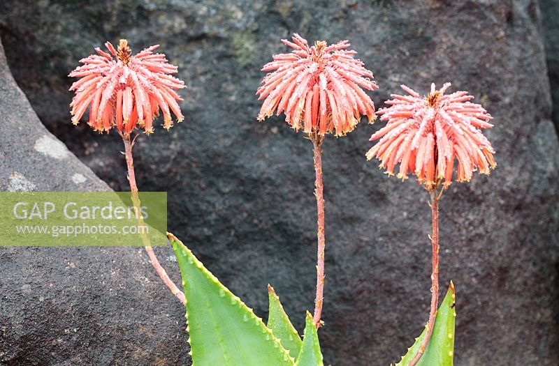 Aloe perfoliata - Mitre Aloe, Cape Town, South Africa