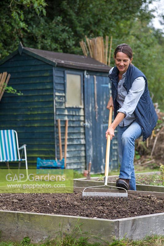 Sowing Fenugreek. Woman raking seeds to ensure even distribution