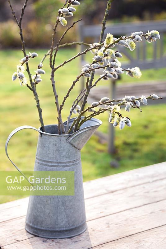 Pussy willow branches display in a galvanised jug