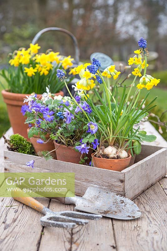 Spring display of Anemones, Tete-a-tete, Primula veris and Muscari in a vintage trug