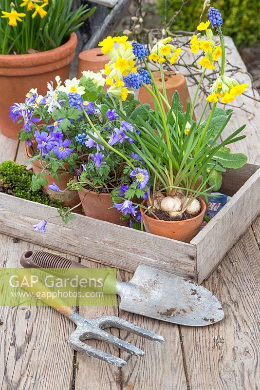 Spring display of Anemones, Primula veris and Muscari in a vintage trug