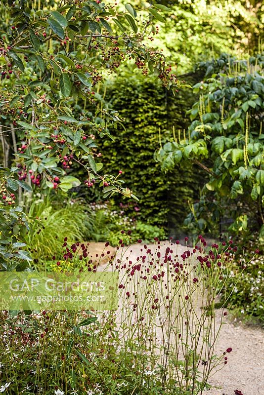 QEFs A Different Point of View - view showing shade-loving perennials including Sanguisorba 'Chocolate Tip', gravel path and hornbeam hedge - RHS Hampton Court Flower Show 2015