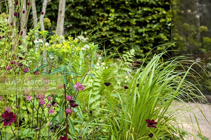 Shade loving perennials including Astrantia major 'Star of Fire' and Euphorbia cornigera - QEFs A Different Point of View, RHS Hampton Court Flower Show 2015